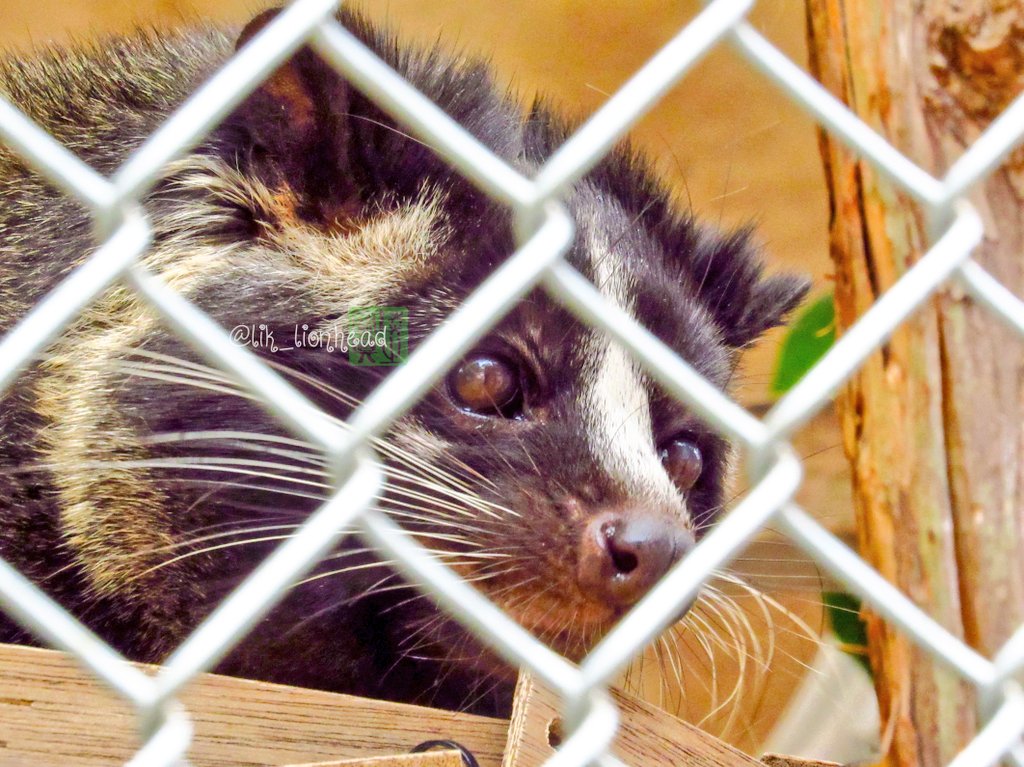 lik_nasua_nasua's tweet photo. ねこねこたんたん?ねこたんたん?
#大牟田市動物園 #ハクビシン #ハッチ
#MaskedMusang https://t.co/FLZ07Owj9l