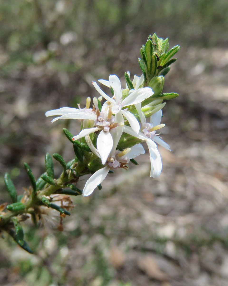 StuartWilliams_'s tweet photo. Twiggy daisy bush (Olearia ramulosa var. ramulosa) at Yarra Bend Park in Kew

#Olearia #Asteraceae #ozplants https://t.co/ZWIEwbNKia