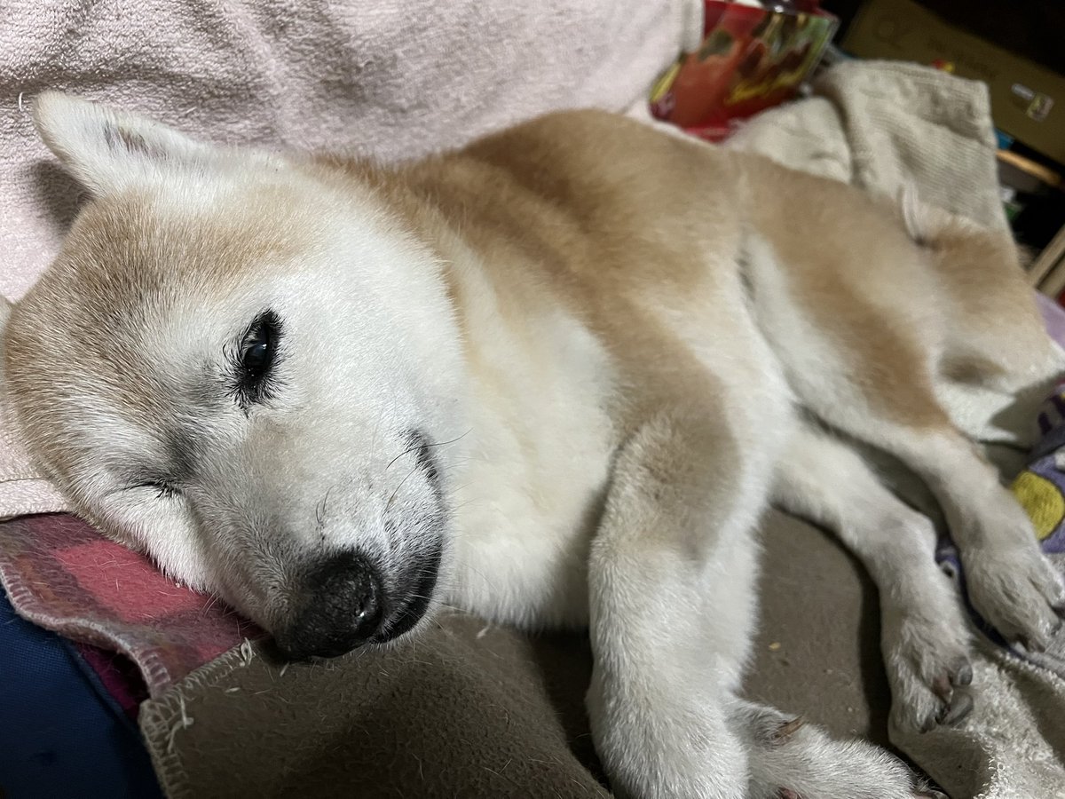 2023/1/14，小乖去年今日的照片，15歲又10個月時
睡姿好可愛，老了還是這麼可愛，永遠都是我們的寶寶🥰