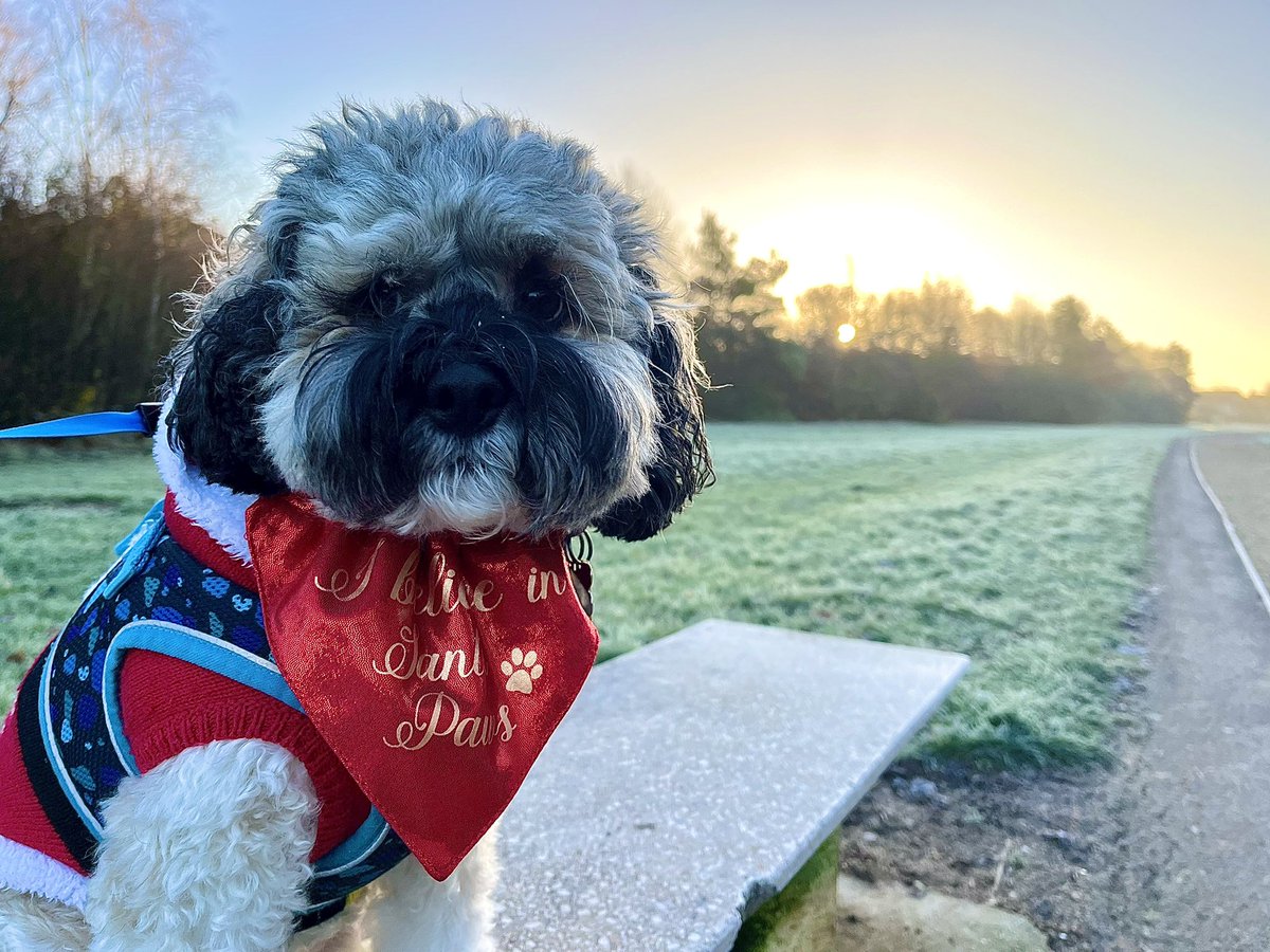 Chums! It’s turned cold and frosty! ❄️ Mum and I watched the sun come up and make the grass sparkle. It was beautiful ❄️
Because it’s so cold, Mum said I could wear my Christmas coat and scarf, even though it’s January. 
Some people say that Christmas lasts until Candlemas on the