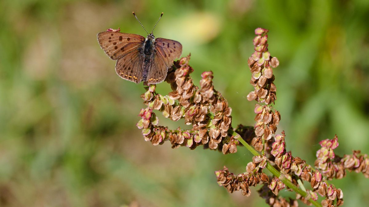 MeInTheMiddleX's tweet photo. #BruineVuurvlinder (#Lycaena tityrus) @ErikDePay
#Dag14 van de #vlindermaand https://t.co/CE0B80JTNT