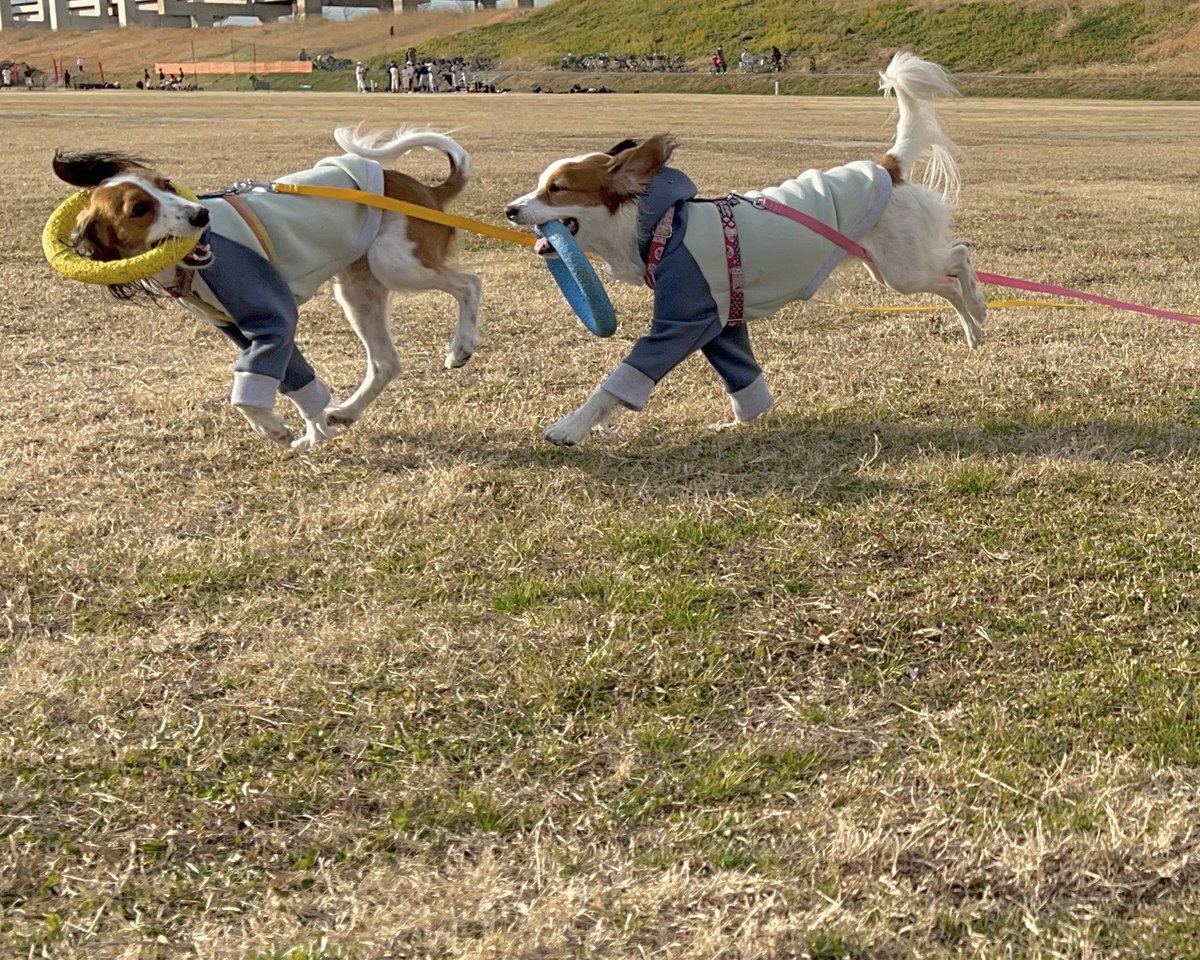 w_kooiker's tweet photo. 振り返って確認👀本当にフレイさん❤️のルキナだよ😂
#コーイケルホンディエ #シスコン犬 #犬多頭飼い #犬のいる幸せ #犬好きな人と繋がりたい #プラー #bypuller #doggie
#kooikerhondje https://t.co/NlVsuqPZj1