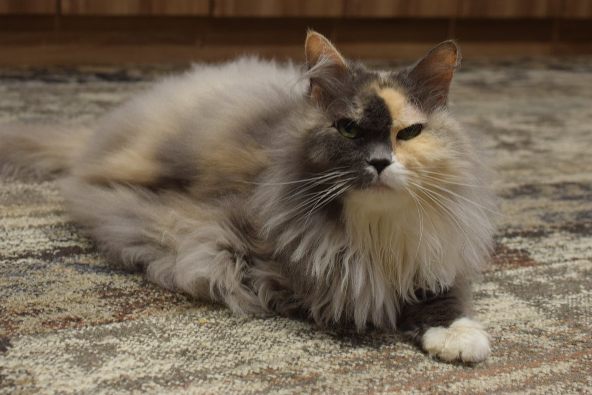 catcafecalico's tweet photo. はやて、アム、紅葉が1月22日(月)にこちらの店舗にお引っ越しすることが決まりました。
全員集合です！だいぶ猫密度が高くなりますよ～😺✨是非会いにいらして下さいね😊
#はやて　#サイベリアン　#アム　#ラガマフィン　#紅葉　#スコティッシュフォールド　#全員集合 https://t.co/b56rkkdvGQ