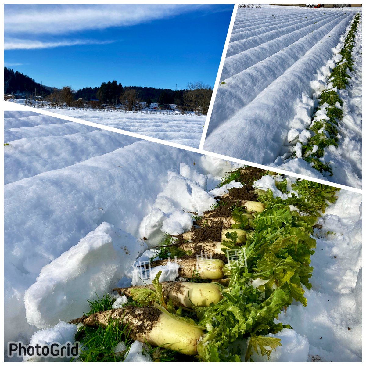 ReciprocalColor's tweet photo. 掘ったぞー⛄️ https://t.co/TNnN5awStZ