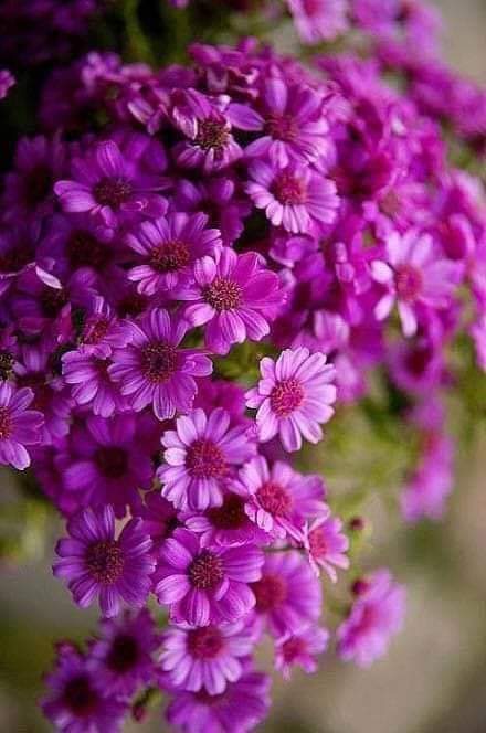 Nattha99128512's tweet photo. Good afternoon 😊💜💜💜💜💜 https://t.co/C1dx7AmP1n