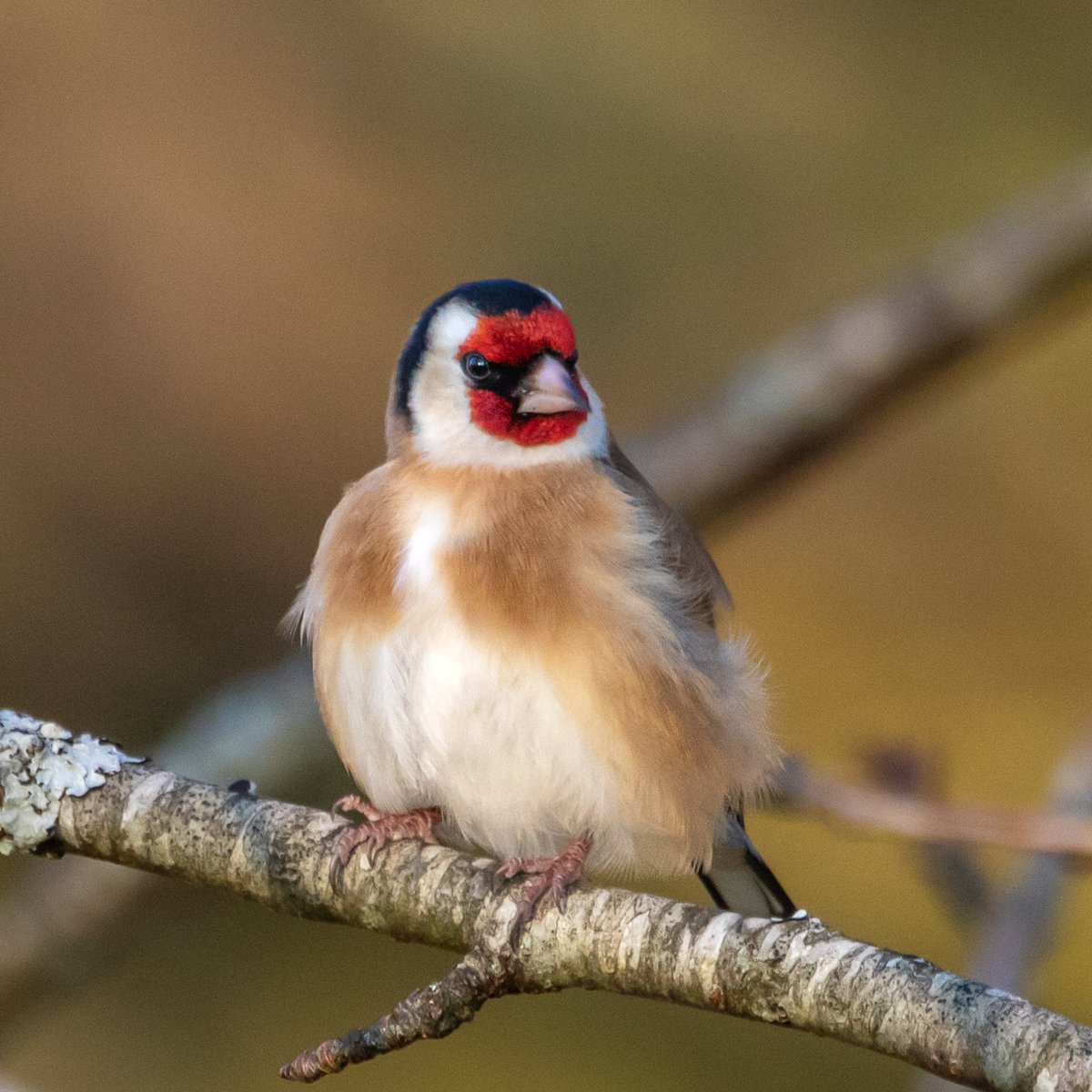 Good morning all. The beautiful, red face of a Goldfinch. Wishing everyone a happy and safe Sunday. #TwitterNatureCommunity #TwitterNaturePhotography #nature #birds #birdphotography #naturelovers #wildlife andyjennerphotography.com