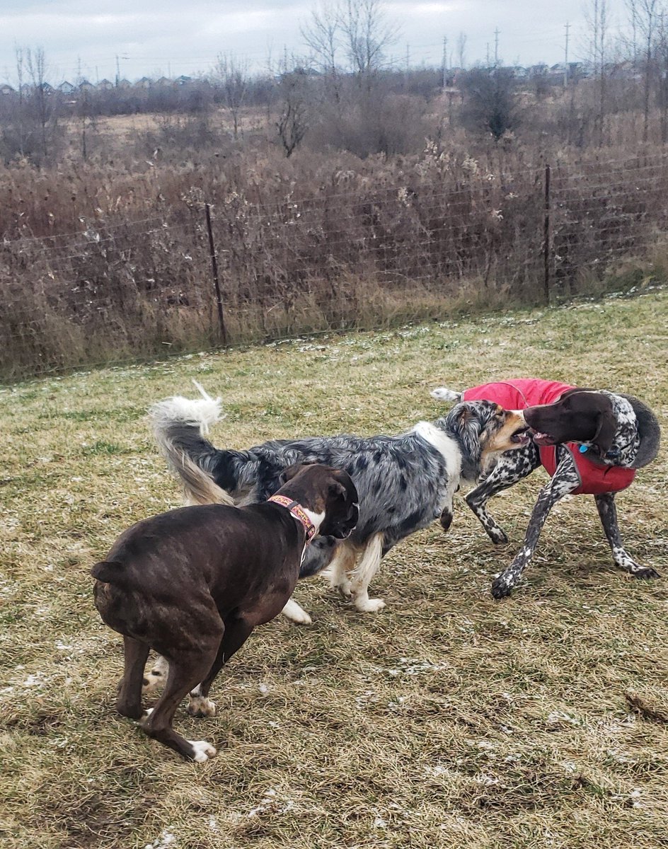 Just a typical week of #biteyface and #zoomies with our #parkpals !
😁❤🐾🐕🐶🥰
#Sundayshenanigans #dogparkdance #walkinthedoginwhitby #walkinthedog