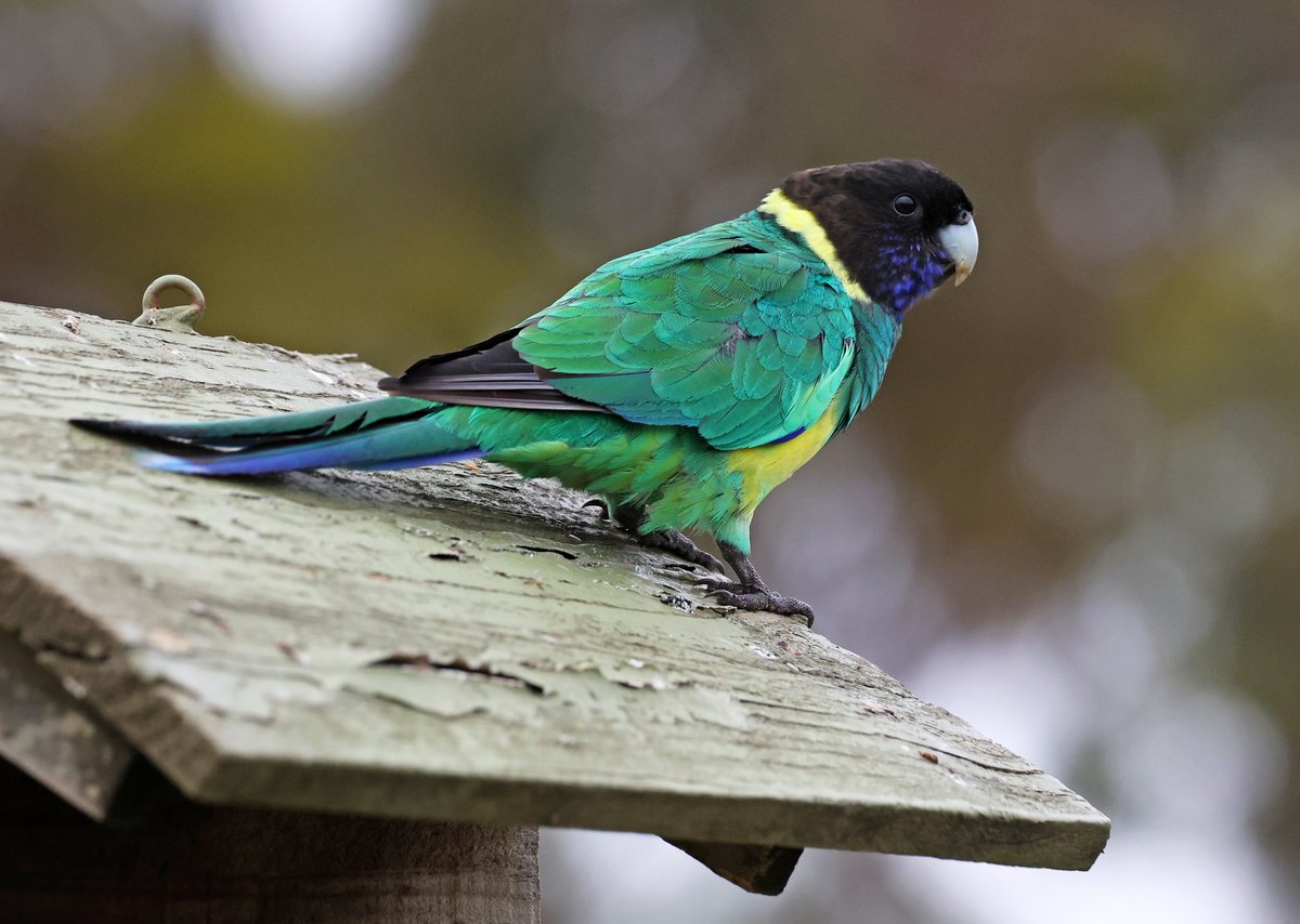 SandyHorne61's tweet photo. A Port Lincoln parrot in my friend's backyard at Cleve, Eyre Peninsula.
#BirdsSeenIn2024 https://t.co/UyW78PkyVw
