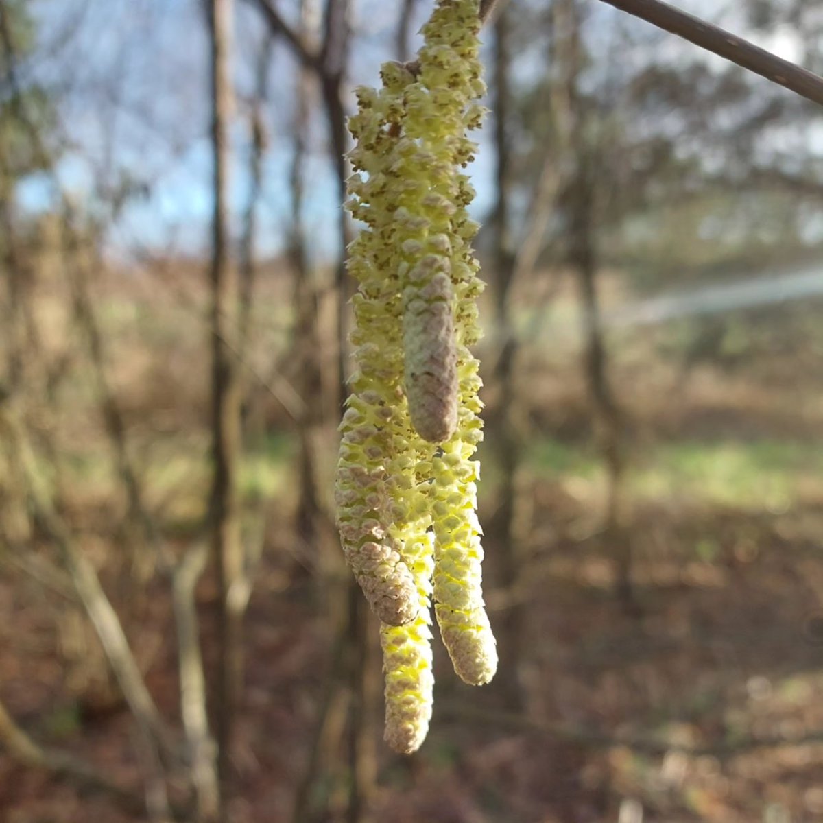 PlantPref's tweet photo. Always a couple of Hazel well ahead of the rest in our shelter belt at the nursery.
#hazel #corylus #corylusavellana #catkins #shelterbelt #januaryflowers https://t.co/UwtL90hGNO