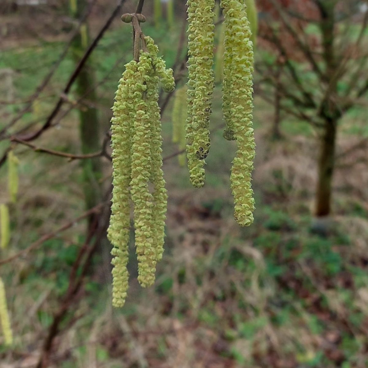 PlantPref's tweet photo. Always a couple of Hazel well ahead of the rest in our shelter belt at the nursery.
#hazel #corylus #corylusavellana #catkins #shelterbelt #januaryflowers https://t.co/UwtL90hGNO