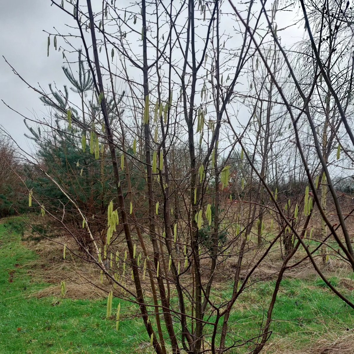 PlantPref's tweet photo. Always a couple of Hazel well ahead of the rest in our shelter belt at the nursery.
#hazel #corylus #corylusavellana #catkins #shelterbelt #januaryflowers https://t.co/UwtL90hGNO
