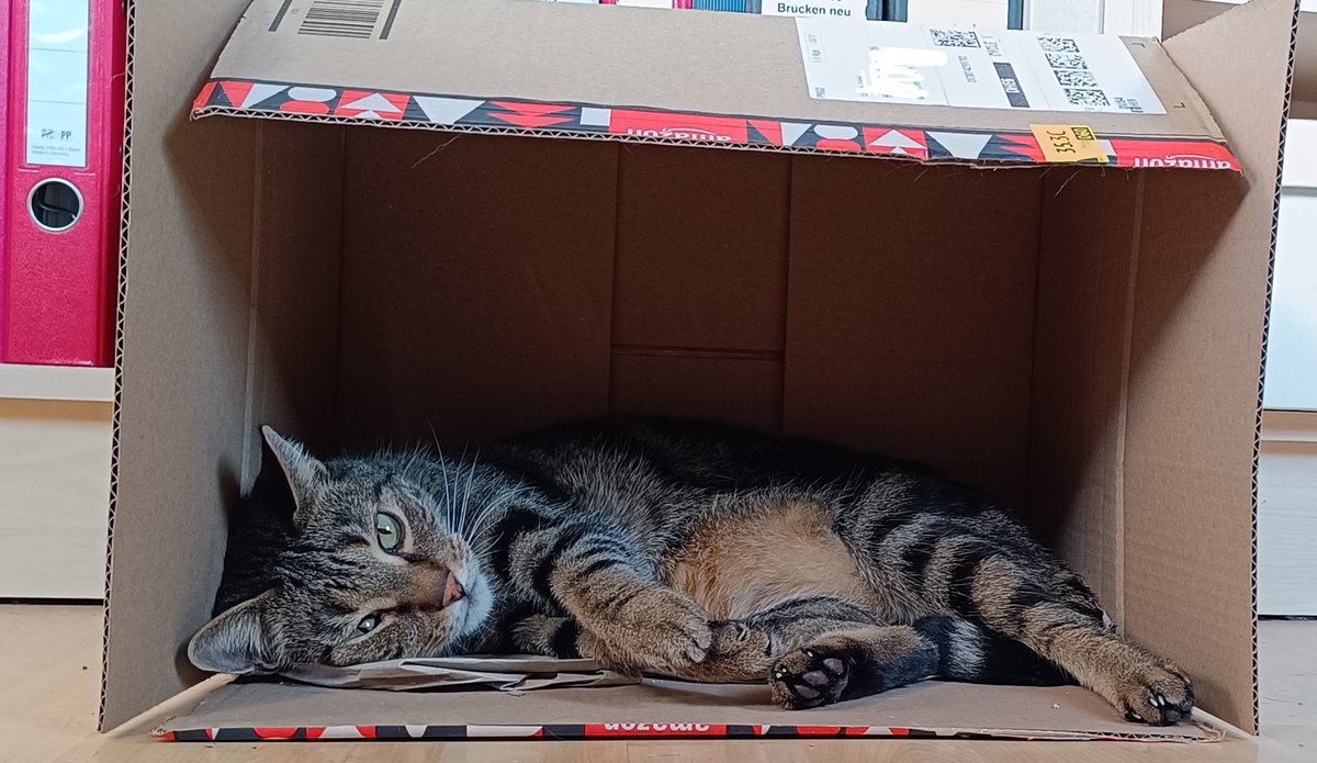 Maexchen15's tweet photo. @68Zini Good morning
#CatsOfTwitter #CatsOnTwitter #CatsOfX #sundaycat #Maxthetomcat https://t.co/Ehmjt1Ipz0