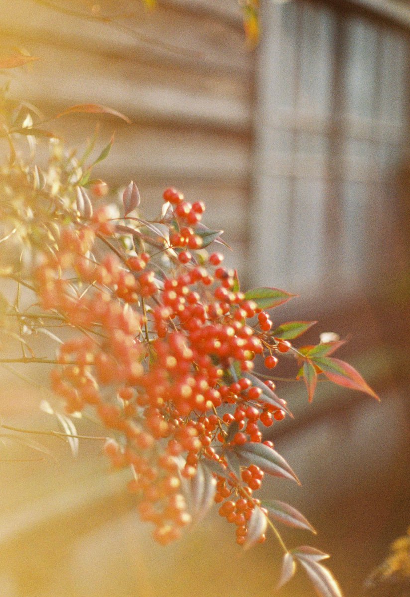 karakoropowawa's tweet image. #film
#penft