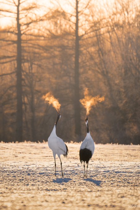 These two cranes were photographes in Tsurui, Hokkaido, Japan. Their breath in the sunrise light looks like fire 🔥

[📸 Koki Ueda / fuehrsn]