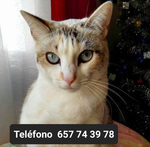 isagato62's tweet image. Asociación protectora de animales Jove Gatuno
18 h  · 
Caso externo, BLANQUI busca nueva familia, sus papás son muy mayores y no pueden seguir cuidándola pues necesitan que les cuiden a ellos 😿
España