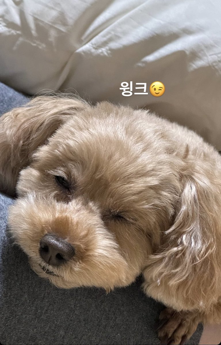 txtmbunamashiho's tweet photo. like daddy like son🥰 kotesu is mashiho's babieee,indeed🤏🤏🤏 https://t.co/zg6aRh5Pef