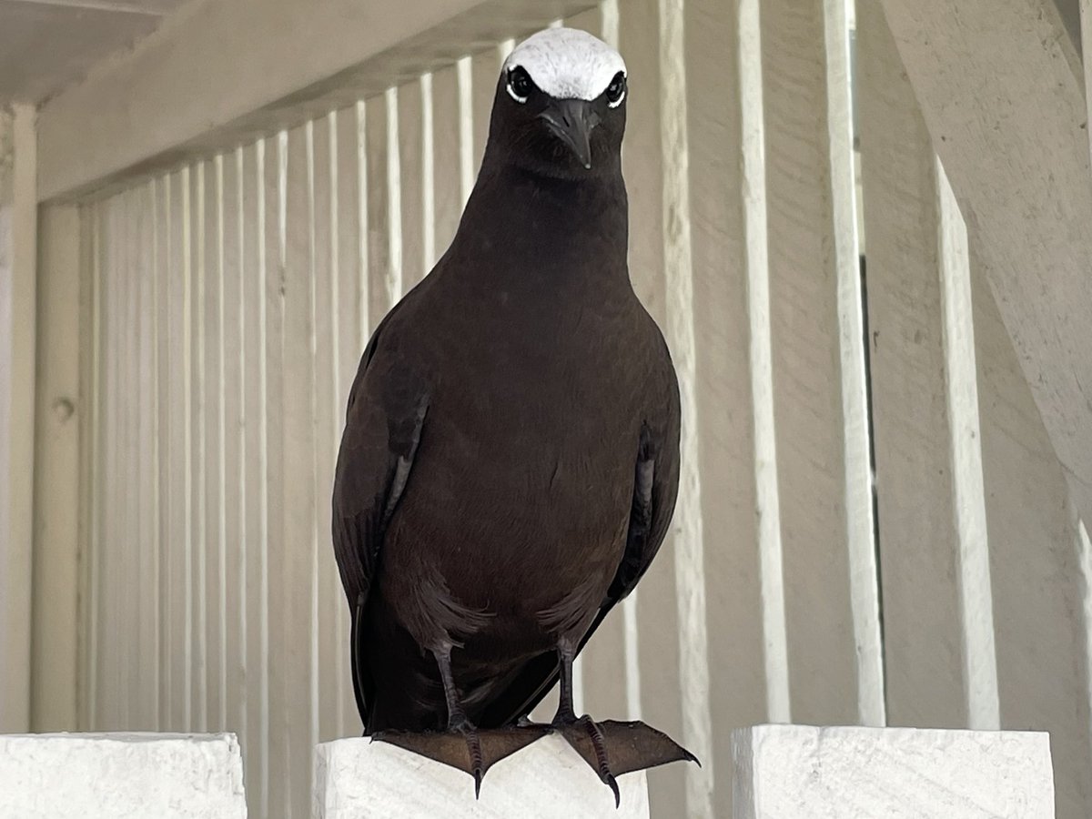 RayShrouder's tweet photo. Lesser Frigatebird
Greater Crested Tern
Black-naped Tern
Black Noddy 

Queensland https://t.co/5deeLFwiXh