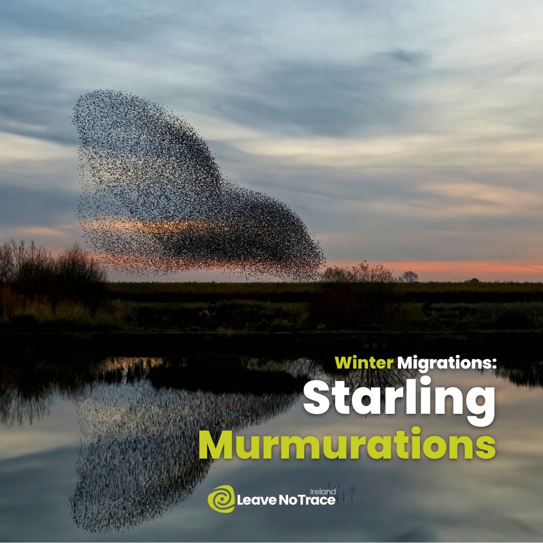 LeaveNoTraceIrl's tweet image. Some starlings live here year-round, but many migrate here during the winter months from as far away as Russia, Finland and Estonia 🌍

Ireland hosts hundreds of thousands of Starlings each winter, and every evening, they group together and perform mesmerising murmurations...
1/3