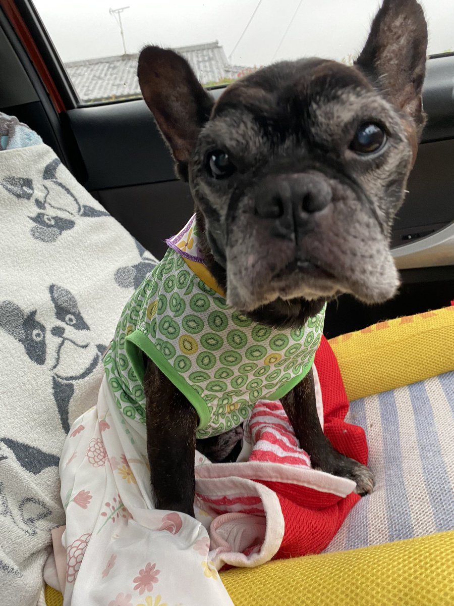 emacoro's tweet photo. くまちゃんはどうしているだろう？
どんな気持ちで連れられていったんだろうと考えると本当につらくて仕方ないんですけど。毎朝、毎夕繰返し考えています。

保護されている方、連れて行った方がいたら、せめてくまちゃんの様子だけでも教えて欲しいです。
何にもわからないのが一番しんどいんですよ https://t.co/7RzP8HkE2G