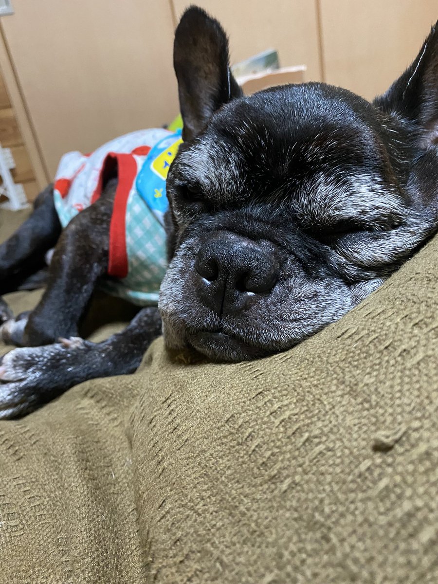 emacoro's tweet photo. くまちゃんはどうしているだろう？
どんな気持ちで連れられていったんだろうと考えると本当につらくて仕方ないんですけど。毎朝、毎夕繰返し考えています。

保護されている方、連れて行った方がいたら、せめてくまちゃんの様子だけでも教えて欲しいです。
何にもわからないのが一番しんどいんですよ https://t.co/7RzP8HkE2G