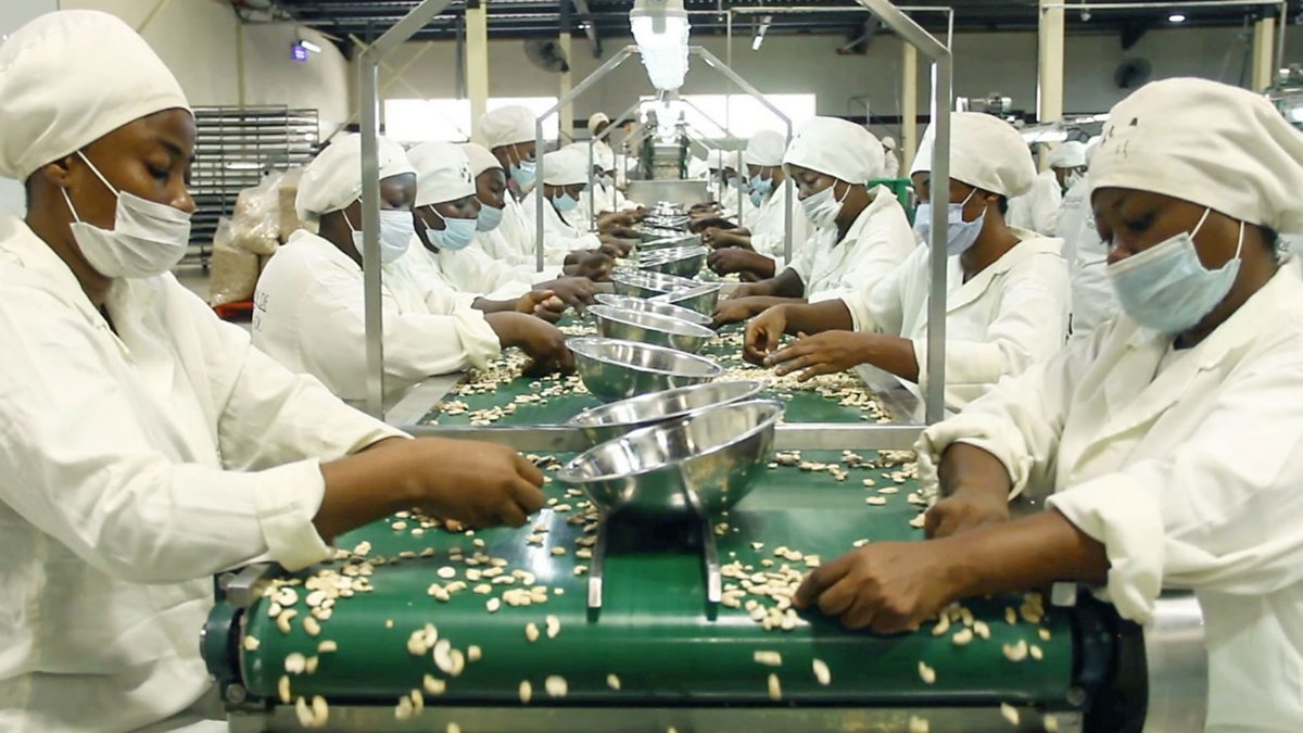 Delectable nut. The world's top producer of cashews is Côte d'Ivoire, which grew a record one million tonnes in 2022 and duplicated that record in 2023. Cashews are costly because of the process of removing them from hard shells before sorting (right).