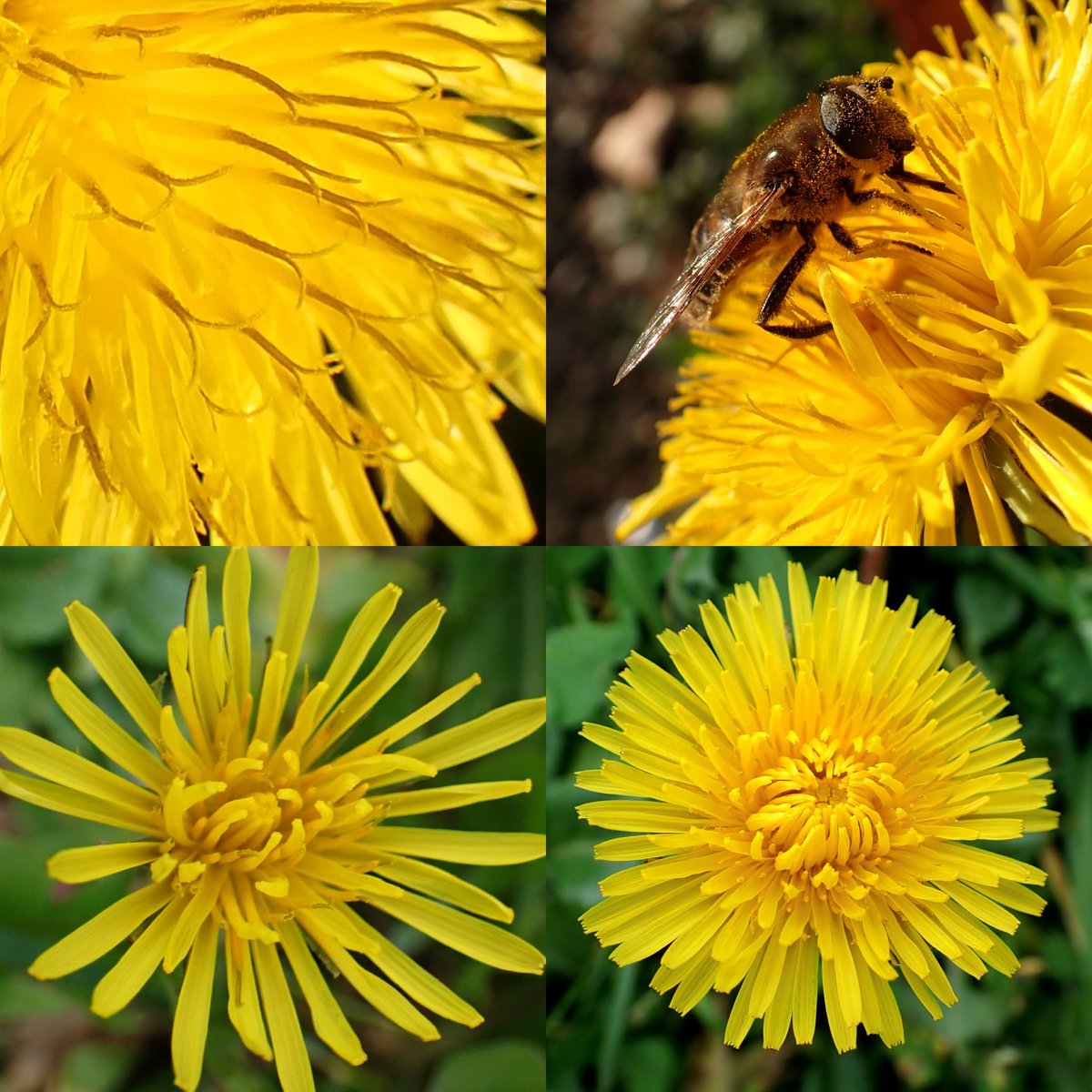 It is Sunday, the photos are mainly yellow, have a lovely day one and all. I love seeing everyone's posts for #SundayYellow  #dandelions