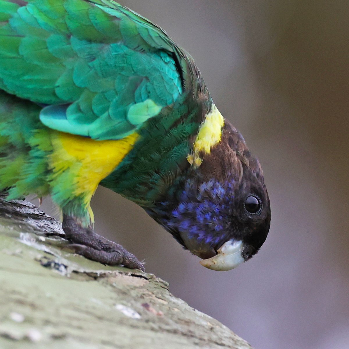 SandyHorne61's tweet photo. Some more Port Lincoln parrot #fluffenchops action especially for @_erikaroper 😀 https://t.co/6GAuvlBuLf