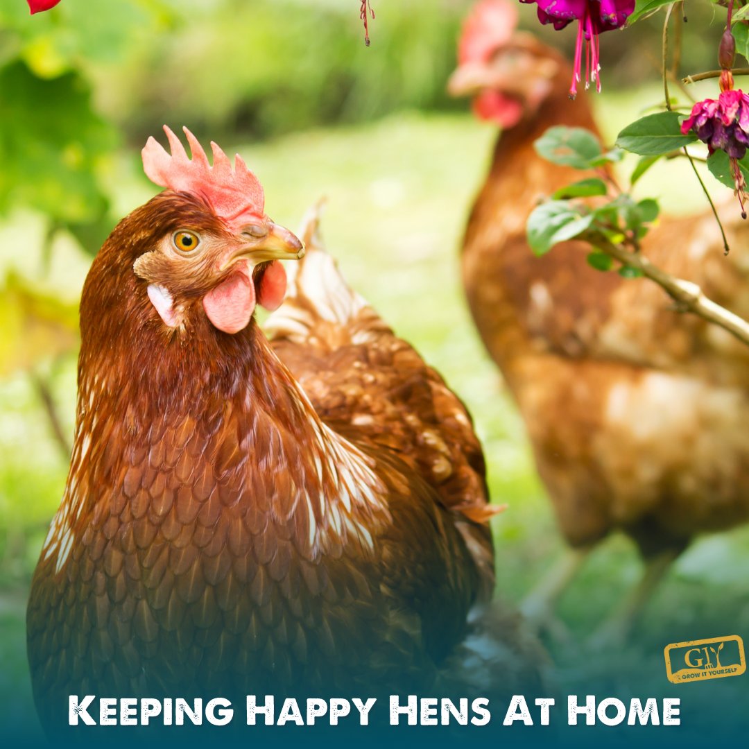 🥚 From Back Garden to Breakfast: Learn Hen Keeping with GIY! 🌿 Perfect for beginners, this 1-day course will teach you all you need to start your journey toward sustainable living by keeping happy hens at home. 📅 Limited spots available! Sign up here > shop.giy.ie/products/keepi…