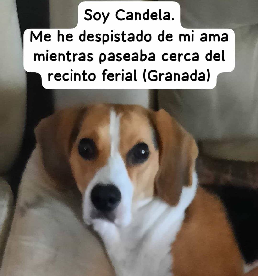 PoliciaGr's tweet photo. Candela es una peludita que se perdió ayer por zona del recinto ferial. 
Aún no ha aparecido. 
Colabora para localizarla y que pueda reunirse pronto con su dueña.
Si tienes alguna información, contacta con los teléfonos 619434058 / 650162101. https://t.co/VoJT47Is6U