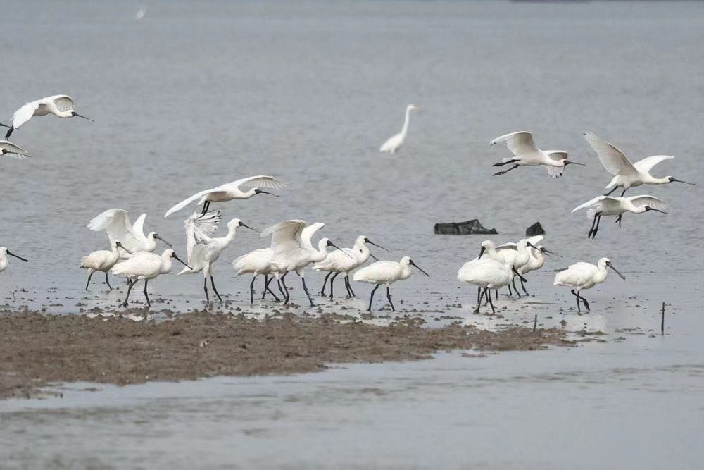VisitDanzhou's tweet photo. Welcome our "old friend"! The black-faced spoonbills have arrived at the Xinying Mangrove National Wetland Park for wintertime.🏞️🍀
#danzhou #nature #naturalviews #vibes #explore #travel #birds https://t.co/b4hJnPPHsa