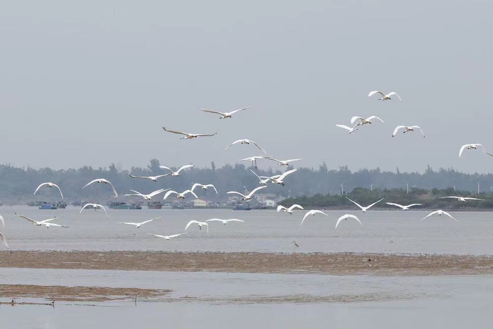 VisitDanzhou's tweet photo. Welcome our "old friend"! The black-faced spoonbills have arrived at the Xinying Mangrove National Wetland Park for wintertime.🏞️🍀
#danzhou #nature #naturalviews #vibes #explore #travel #birds https://t.co/b4hJnPPHsa