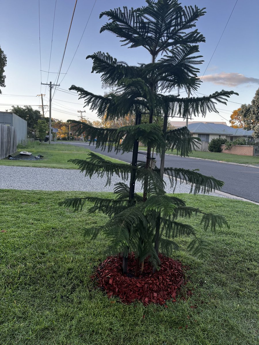 Planted a pine 🌲 at home today. 🤓

#Plantingtrees #plantbased #hampton #Queensland #zerocryptoday #touching #grass #HODL