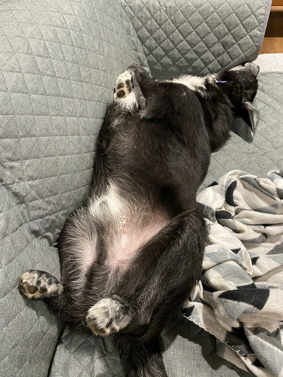 SwimSallySwim's tweet image. George has an much interest in WATCHING #MusterDogs as he did in BEING a muster dog. Kelpie x Border Collie, hated farm life.