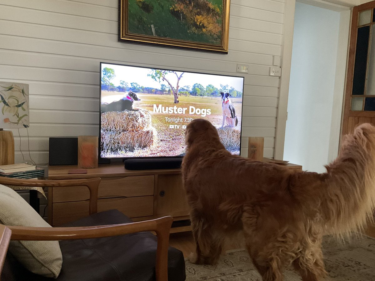 MissBaileyWoof's tweet image. Guess what’s on the tv now, Twitter. #MusterDogs