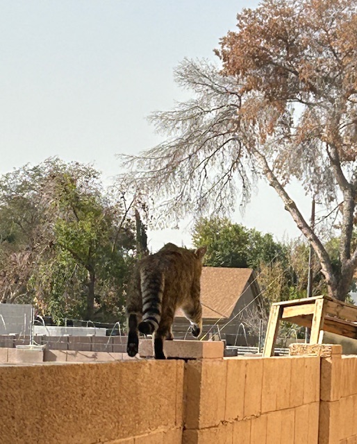 Rare pics of feral street cat, Mr. NorrinRaddCat FenceSkimmer Ringtail, doing what he does best: eating a hearty meal at the New West Phoenix Flophouse &amp; Kibble Kitchen For Wayward Felines &amp; then skimming away atop the fences. #TNR #CommunityCats #Cats #CatsOfTwitter #CatsOfX