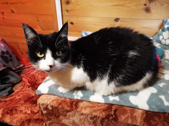 Rehoming Animals Telephone Service tweet media
