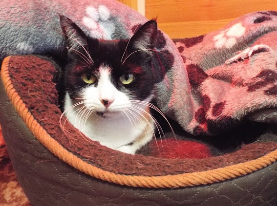 Rehoming Animals Telephone Service tweet media