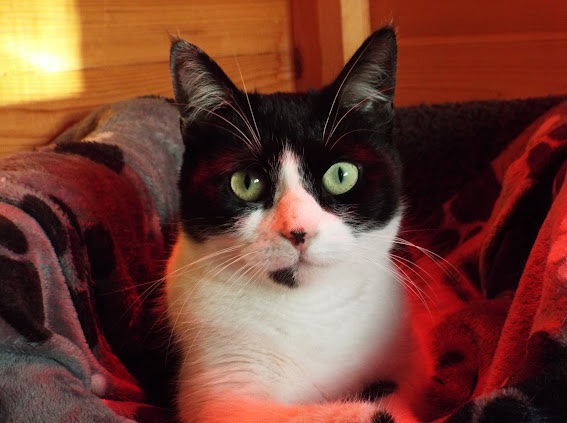 Rehoming Animals Telephone Service tweet media