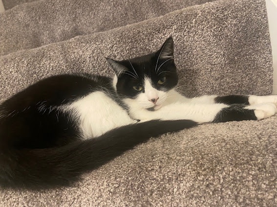 Could you offer Raven a loving home? 🏡 🐈‍⬛ 
Find out more here👉🏻 rats-animalrescue.co.uk/raven