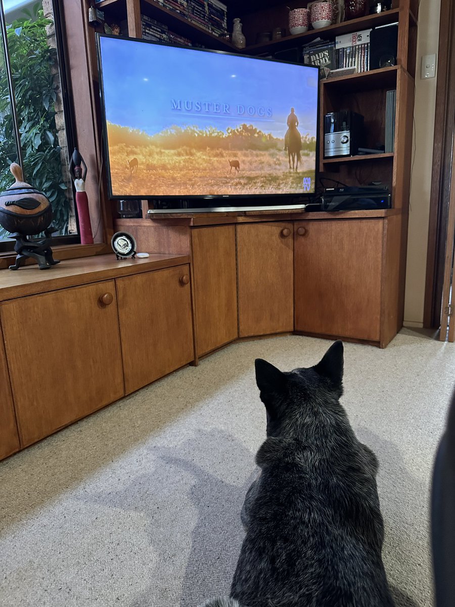 oldbluedog's tweet image. It’s on again. 

Chewie’s 🐾 favourite show. 

#musterdogs season 2. 

Thanks @ABCTV #abctv #workingdogs