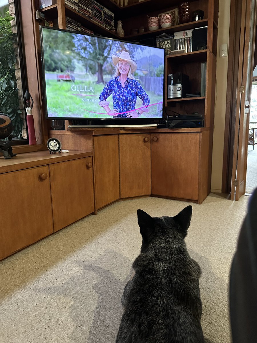oldbluedog's tweet image. It’s on again. 

Chewie’s 🐾 favourite show. 

#musterdogs season 2. 

Thanks @ABCTV #abctv #workingdogs