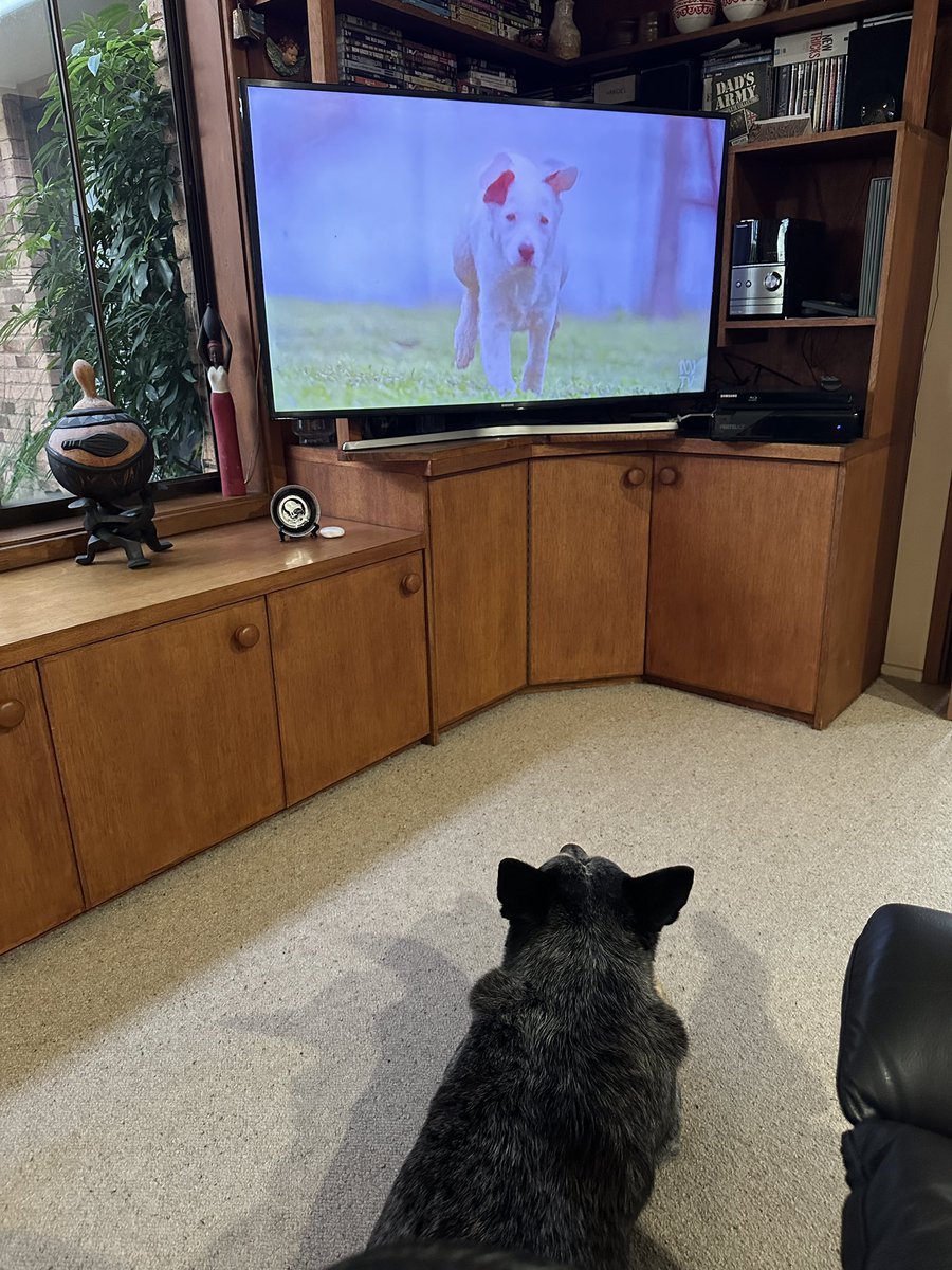 oldbluedog's tweet image. It’s on again. 

Chewie’s 🐾 favourite show. 

#musterdogs season 2. 

Thanks @ABCTV #abctv #workingdogs