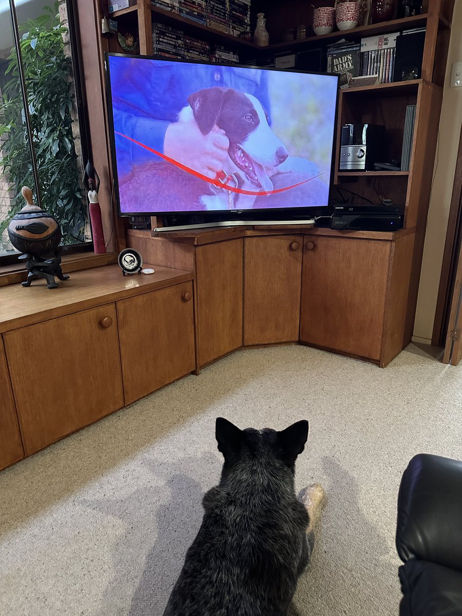 oldbluedog's tweet image. It’s on again. 

Chewie’s 🐾 favourite show. 

#musterdogs season 2. 

Thanks @ABCTV #abctv #workingdogs