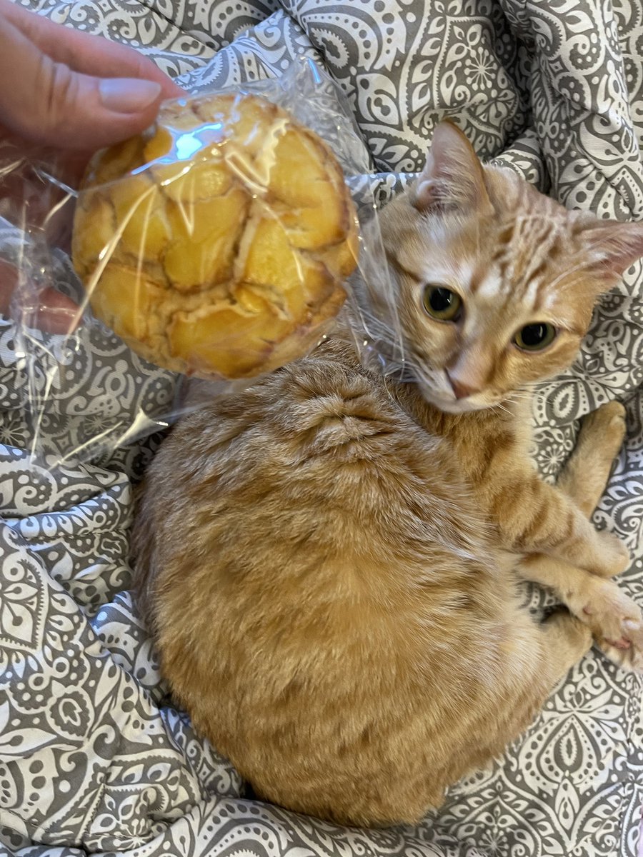 巧克力 tweet media