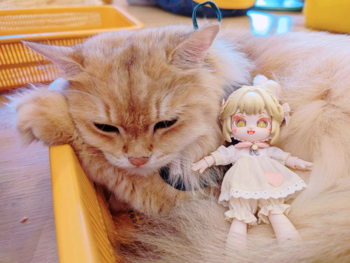 Bonnie at Cat cafe 💛🐱
#Bonnie #ボニバニ #ボニーバニー #bjd #bjdphotography #Cat #Catcafe