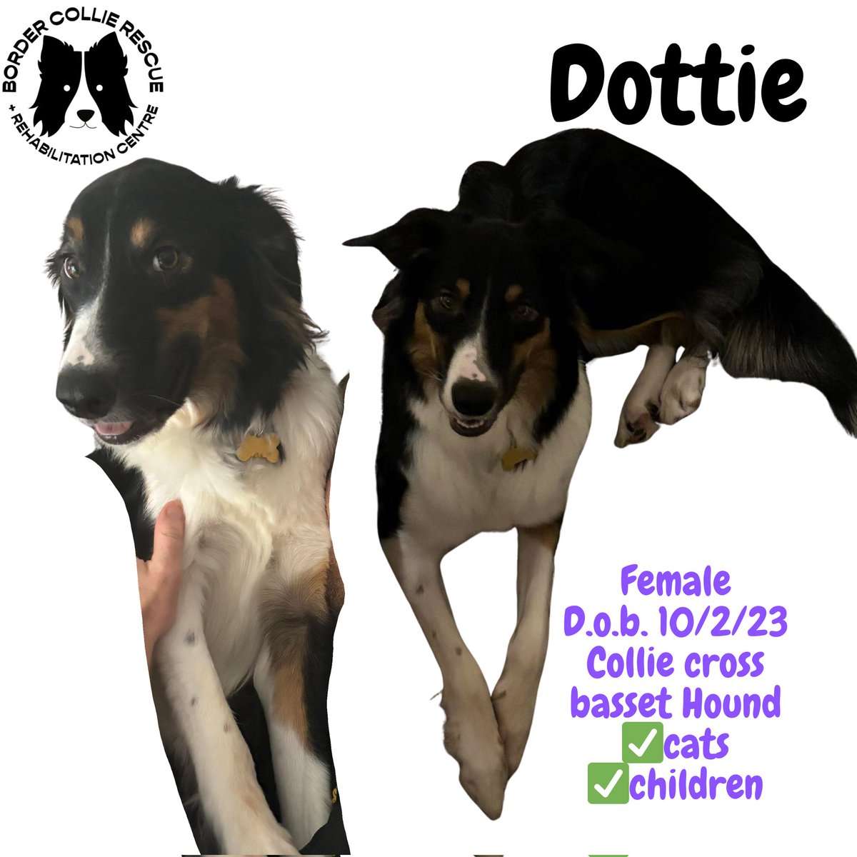 🐾🐾NEW ARRIVAL🐾🐾 Welcome to the rescue the most beautiful girl DOTTIE 🖤 She's nearly one years old, and is a collie basset Hound (!) Cross although looks nothing like basset Hound she looks more collie saluki cross with the most lovely silky fur. She an absolute sweetie 🖤