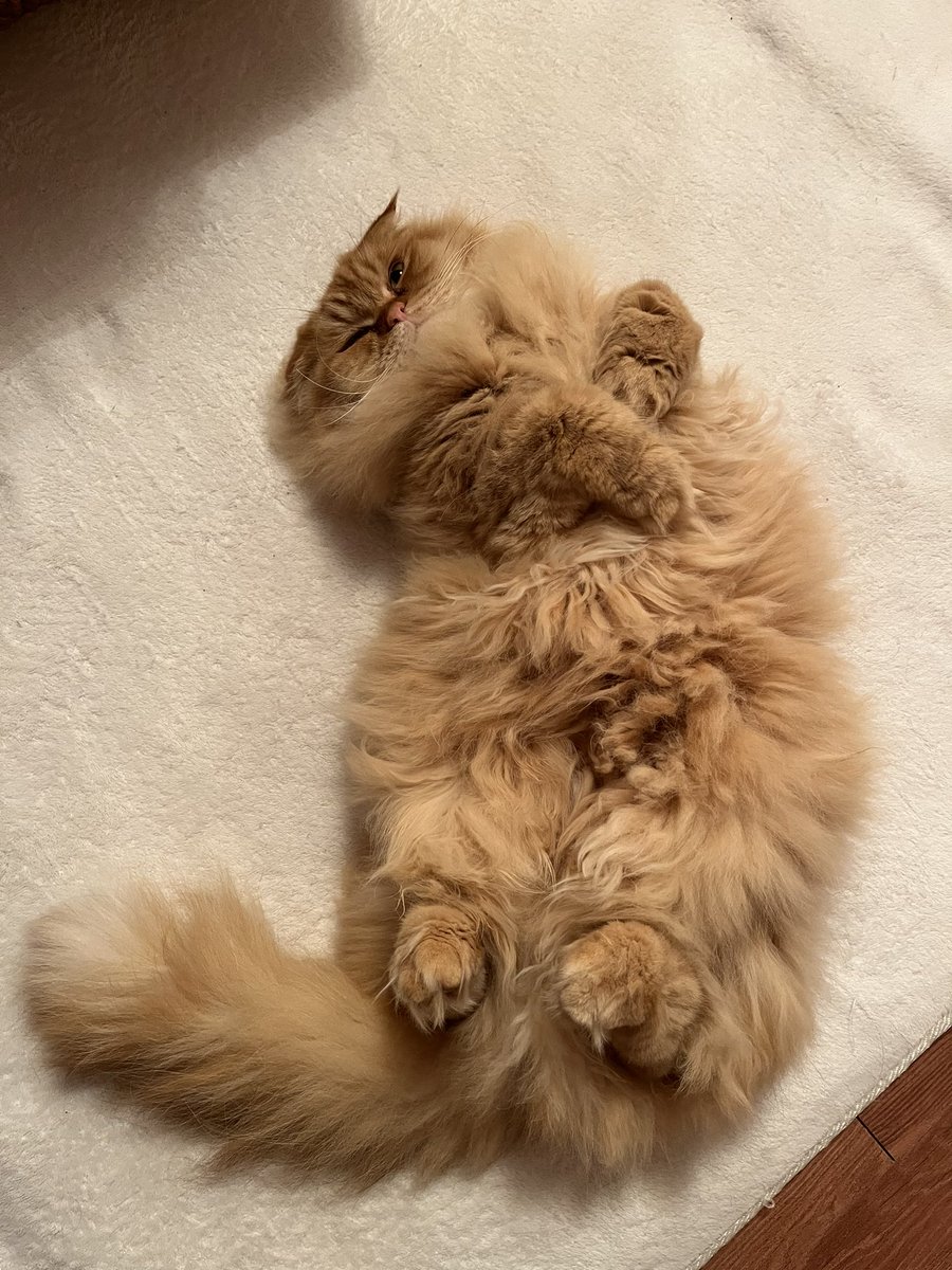 kaisendon__neko's tweet photo. エアコンつけてなく、室温10℃。

だけど、うにはリラックス注意👀 https://t.co/sdYdZo2WLq
