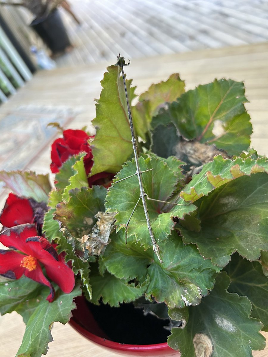 Rachel Jones tweet media