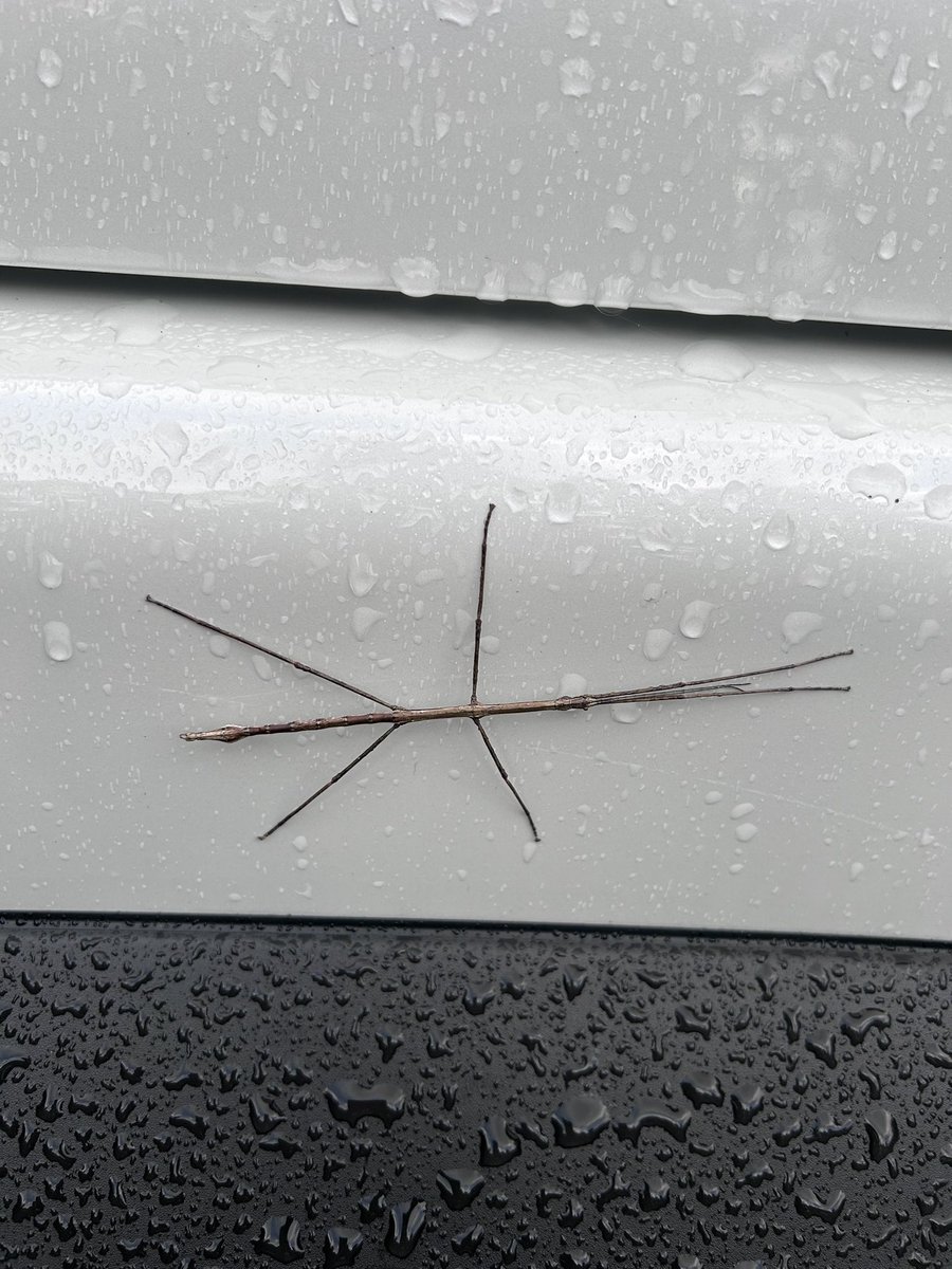 Rachel Jones tweet media