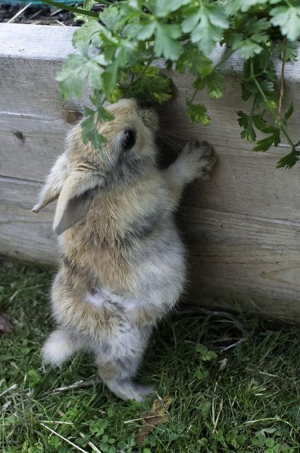 RabbitEveryHour's tweet image. 